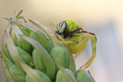 Misumena vatia